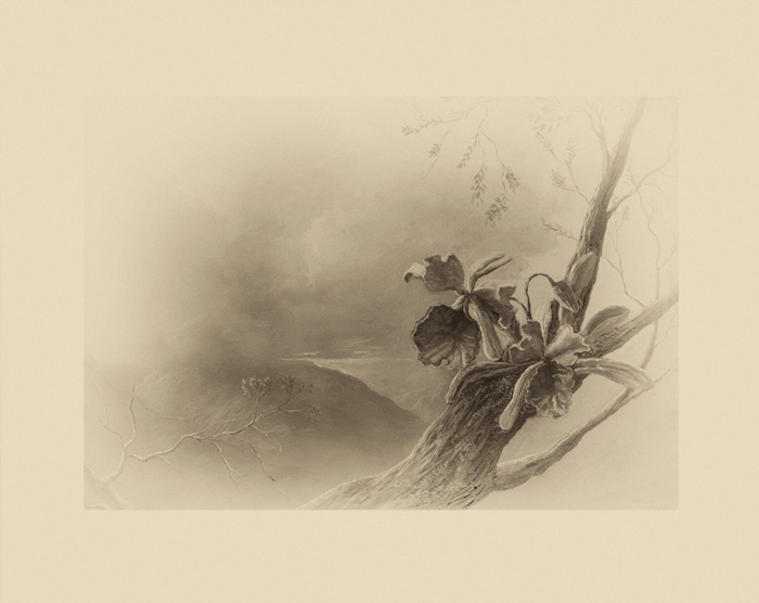 Litografía - Orquídeas